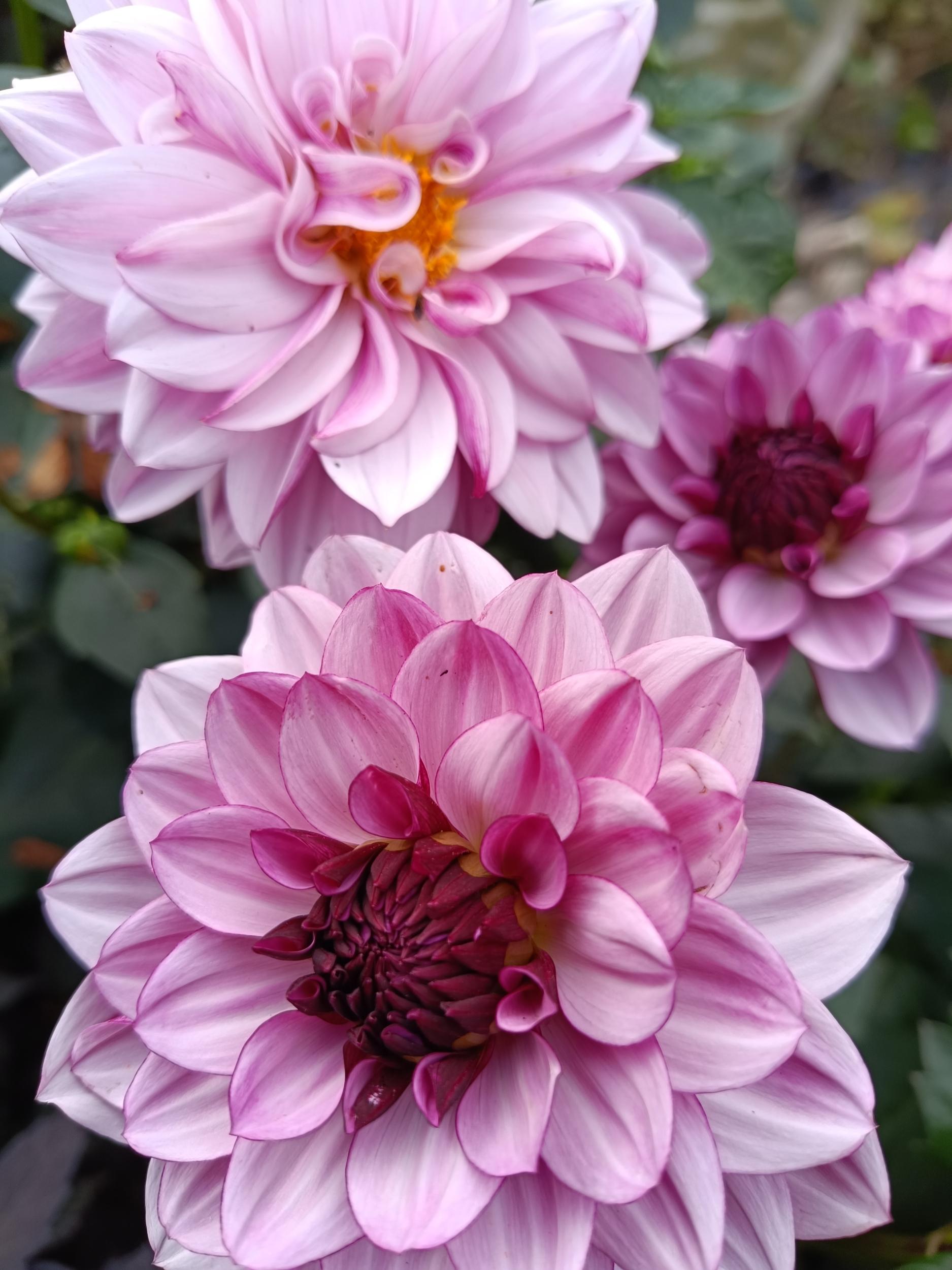 Wecandoo - Composez votre bouquet de fleurs avec Françoise - Image n°1