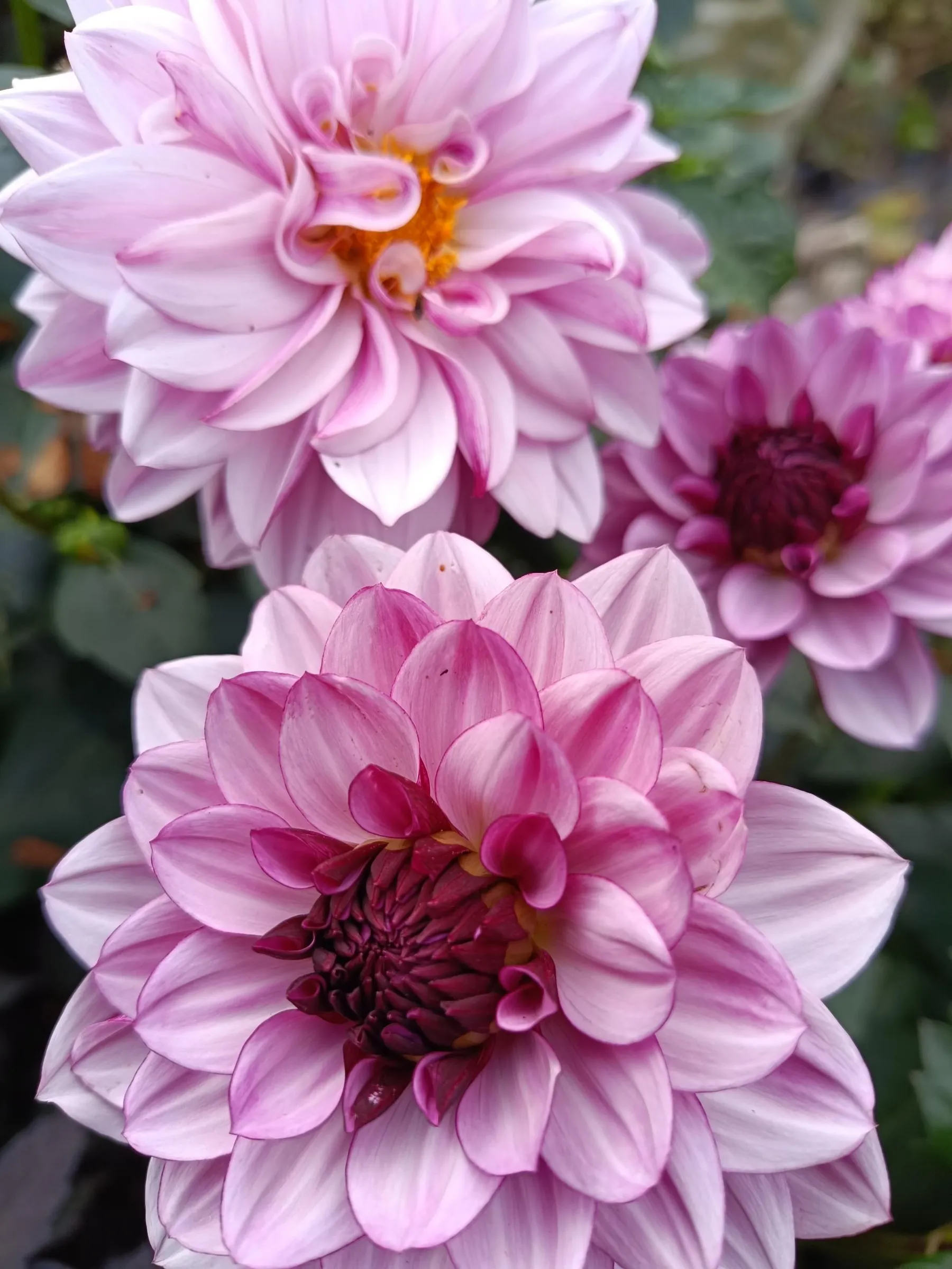 Composez votre bouquet de fleurs avec Françoise - Image n°1 - Wecandoo