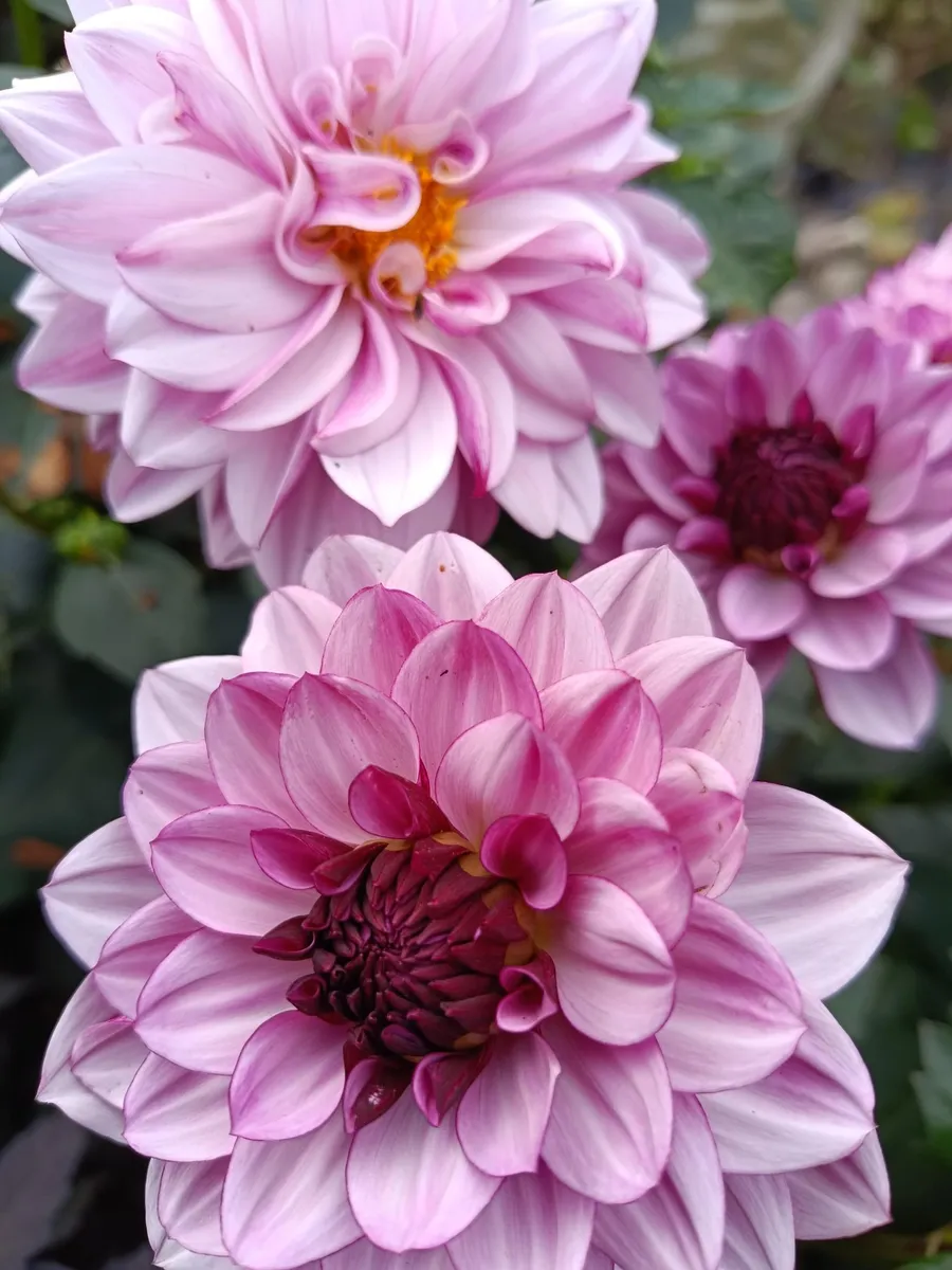 Composez votre bouquet de fleurs avec Françoise - Image n°1 - Wecandoo