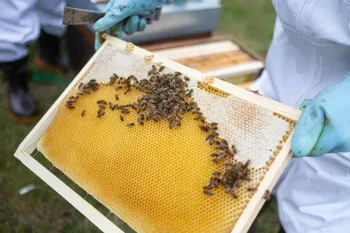 Initiez-vous à l'apiculture
