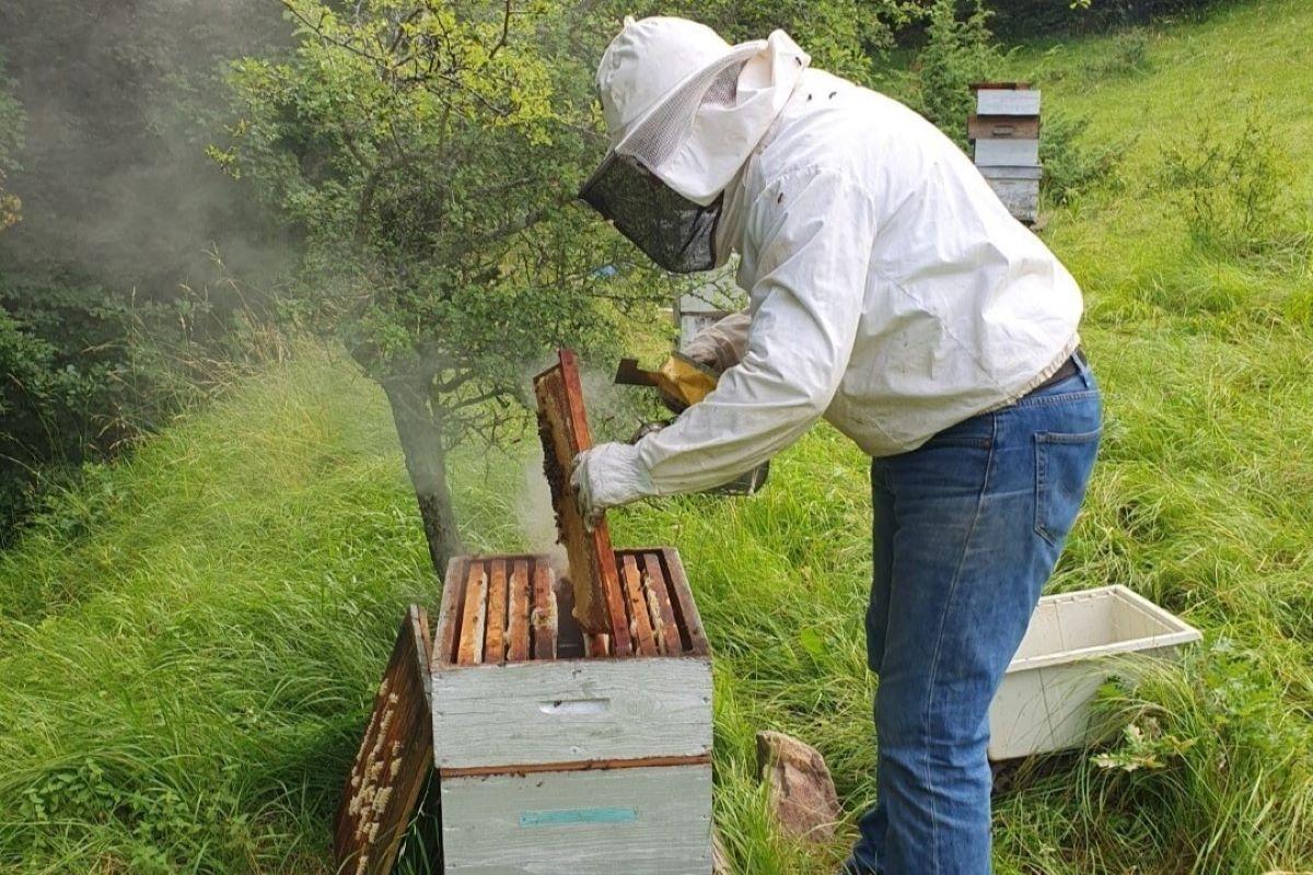 Découvrez l'apiculture et les abeilles avec Jean - Image n°4 - Wecandoo