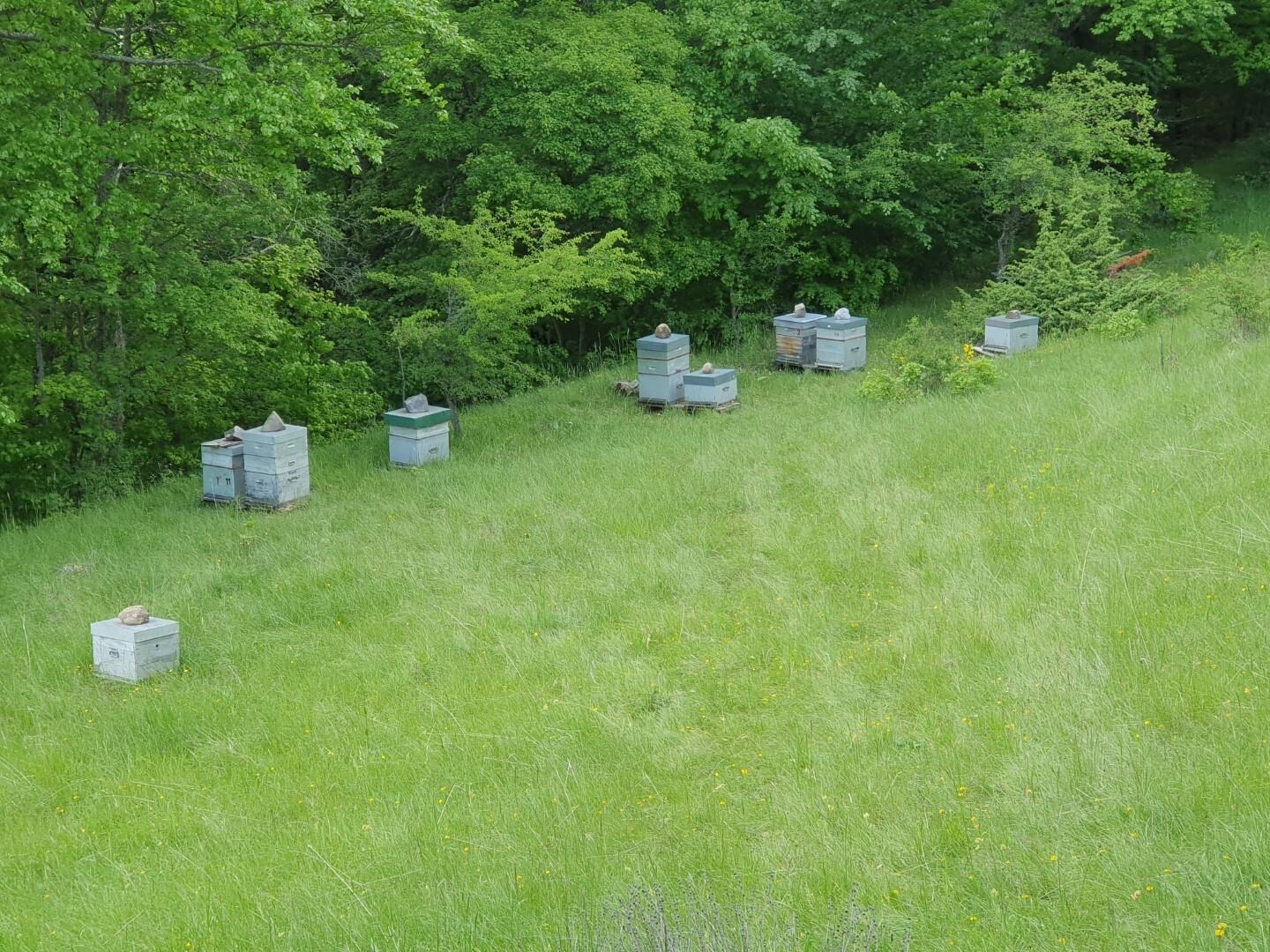 Découvrez l'apiculture et les abeilles avec Jean - Image n°7 - Wecandoo