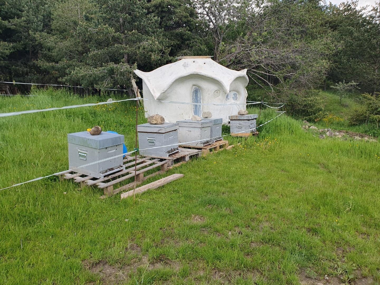 Découvrez l'apiculture et les abeilles avec Jean - Image n°8 - Wecandoo