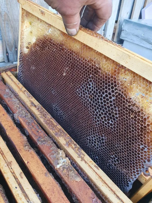 Découvrez l'apiculture et les abeilles avec Jean - Image n°4 - Wecandoo