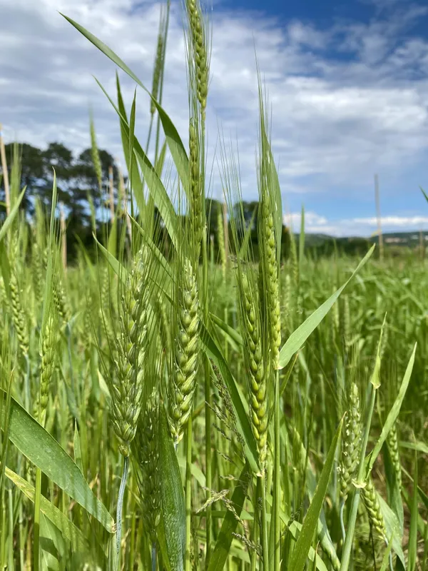 Réalisez votre levain naturel, vos pains de blé de variétés paysannes - Image n°3 - Wecandoo