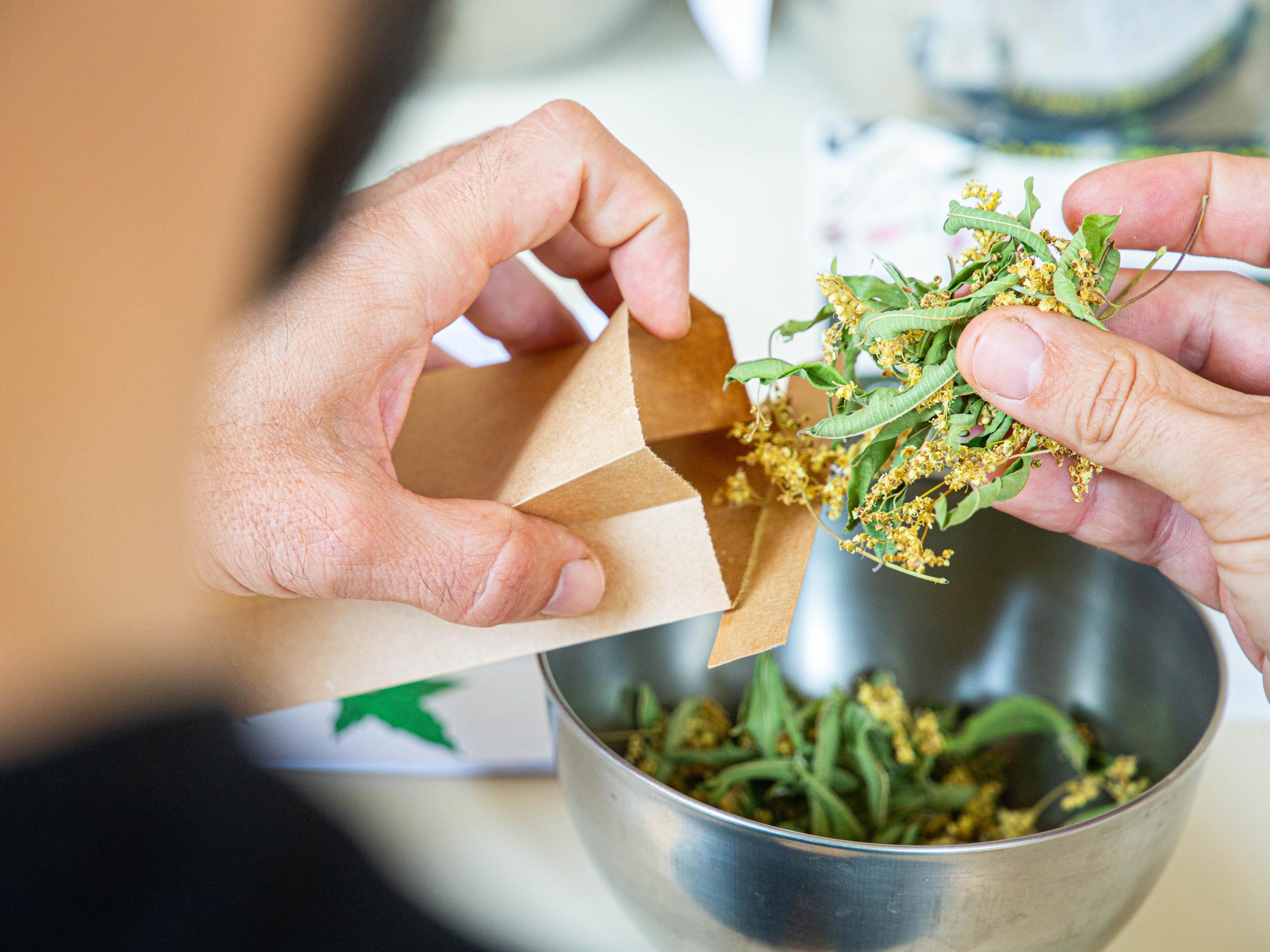 Initiez-vous à la cueillette sauvage