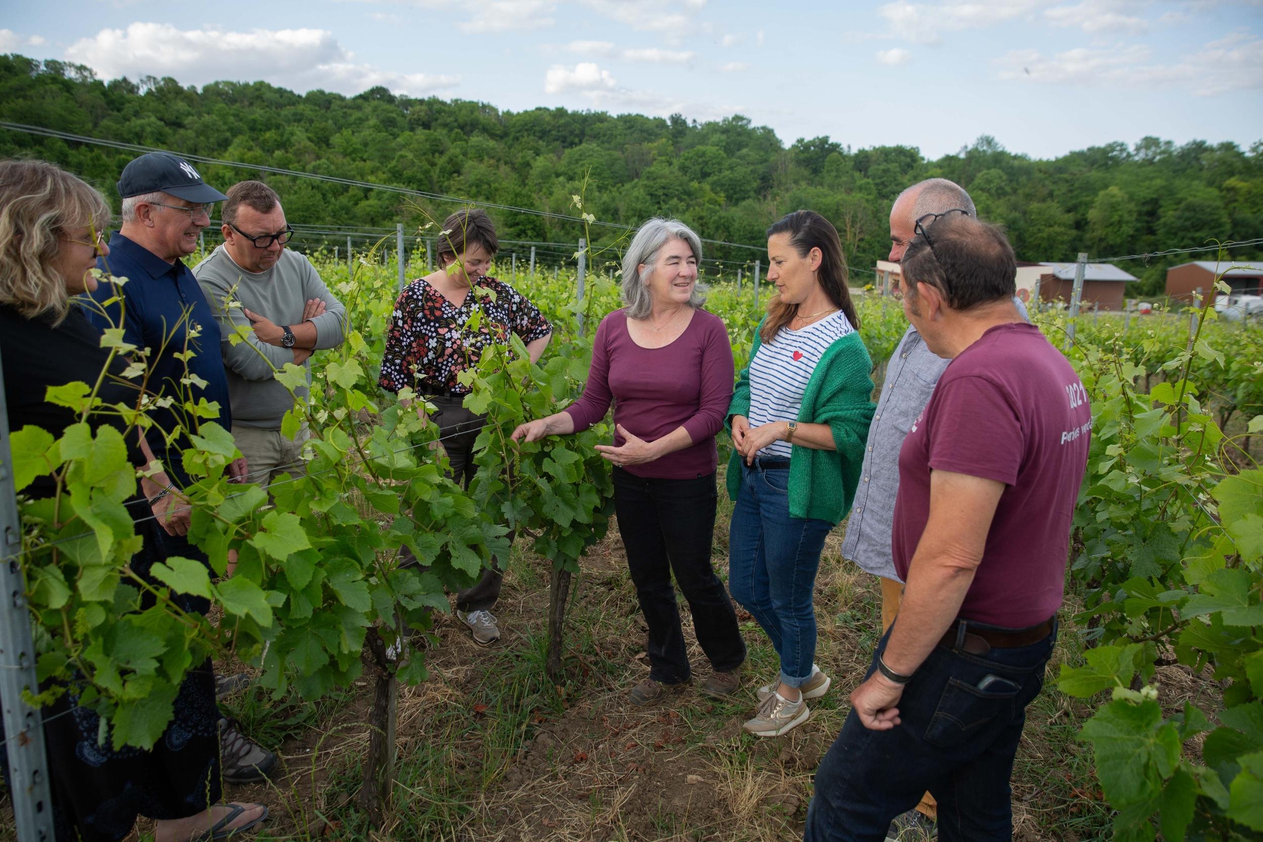 Visitez des vignes et dégustez du vin avec Pierric et Maura - Image n°6 - Wecandoo