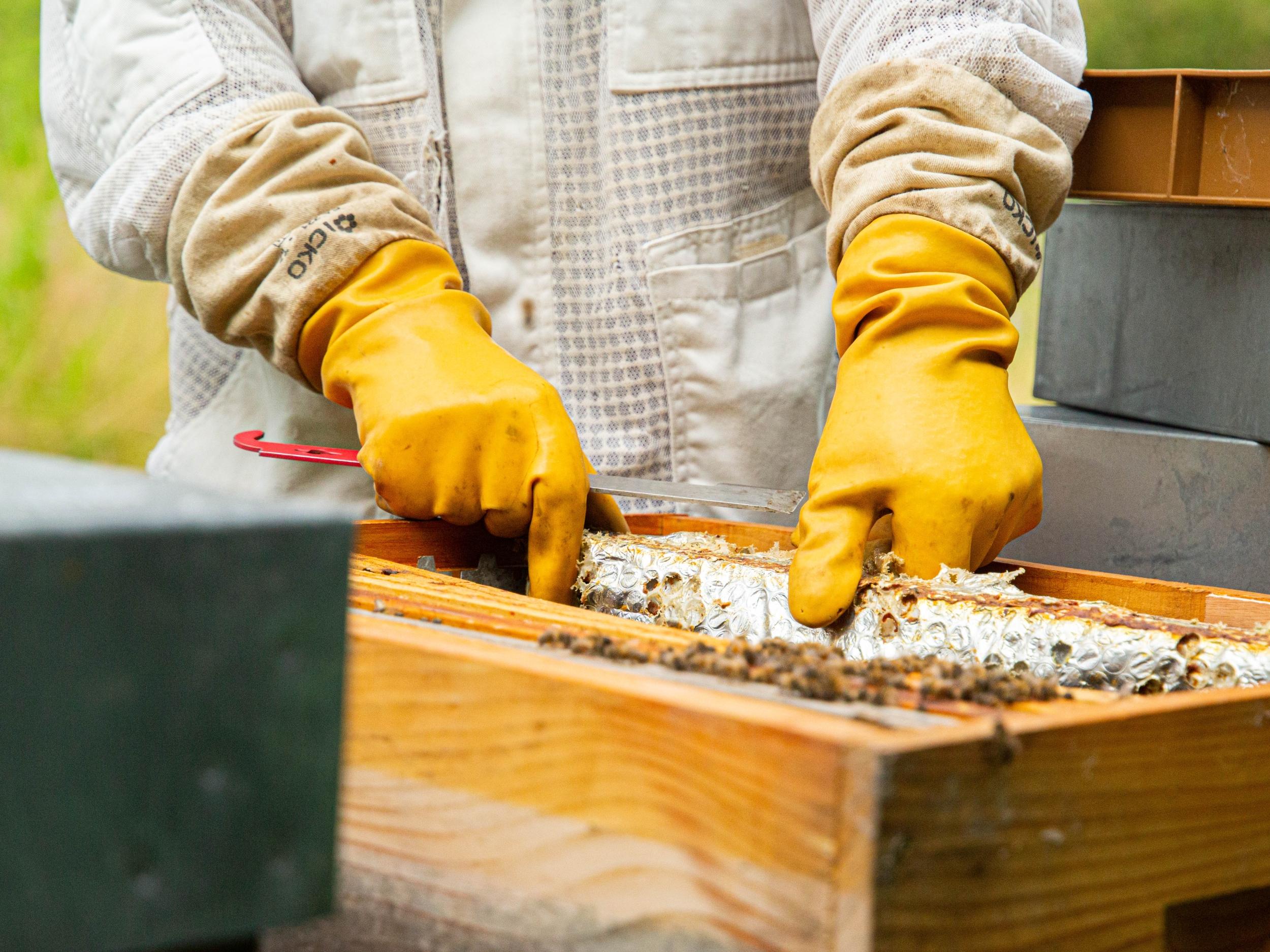 Découvrez les secrets de l'apiculture de la ruche au dessert avec Raphaël - Image n°10 - Wecandoo