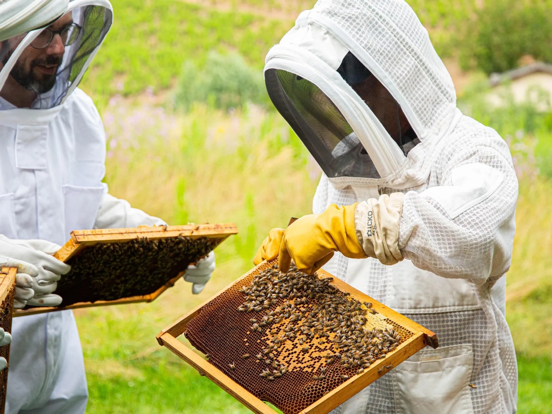 Découvrez les secrets de l'apiculture de la ruche au dessert avec Raphaël - Image n°2 - Wecandoo
