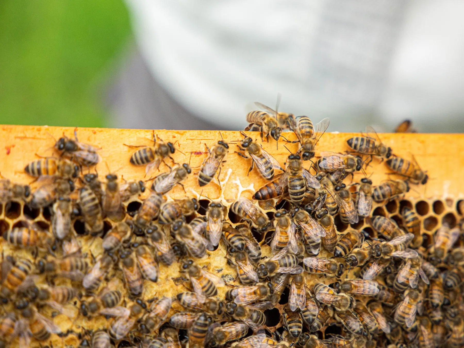 Découvrez les secrets de l'apiculture de la ruche au dessert avec Raphaël - Image n°1 - Wecandoo