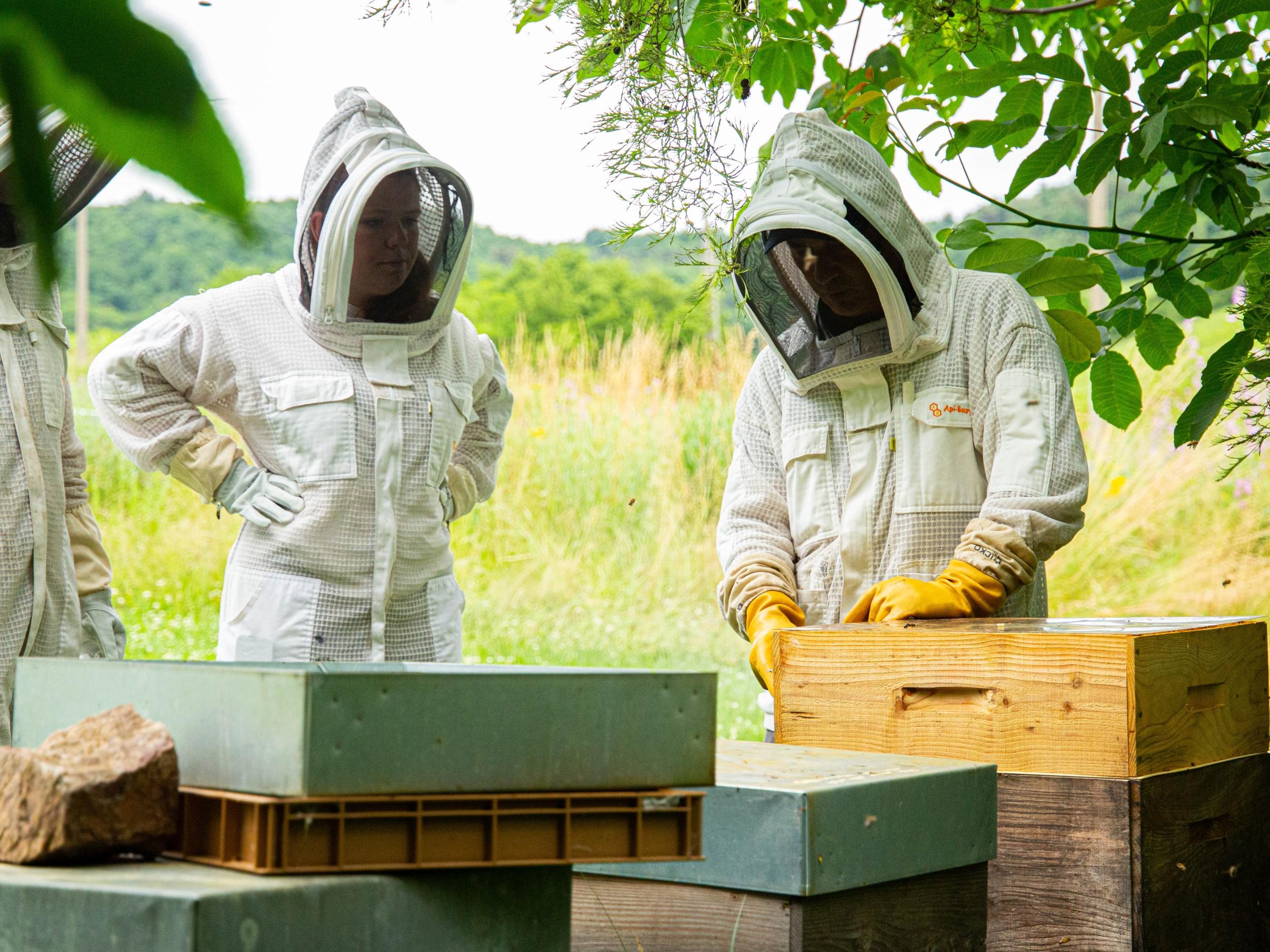 Découvrez les secrets de l'apiculture de la ruche au dessert avec Raphaël - Image n°11 - Wecandoo