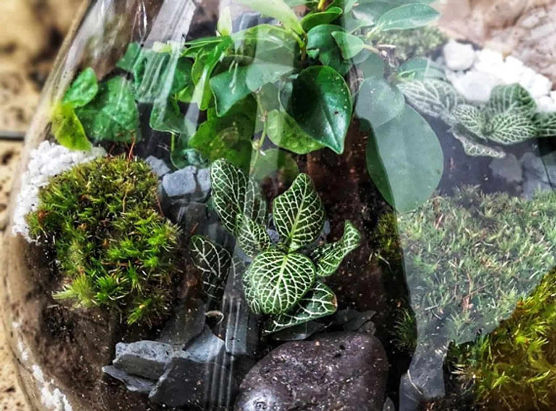 Réalisez votre terrarium autour d'un apéro avec Iris - Image n°3 - Wecandoo