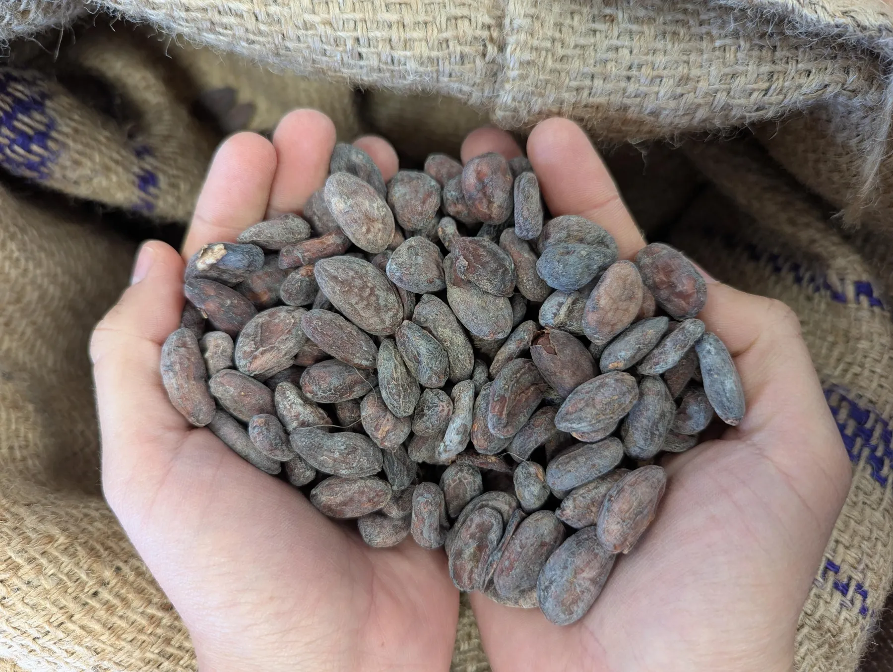 Découvrez la fabrication du chocolat Bean to Bar avec Tiphaine - Image n°2 - Wecandoo