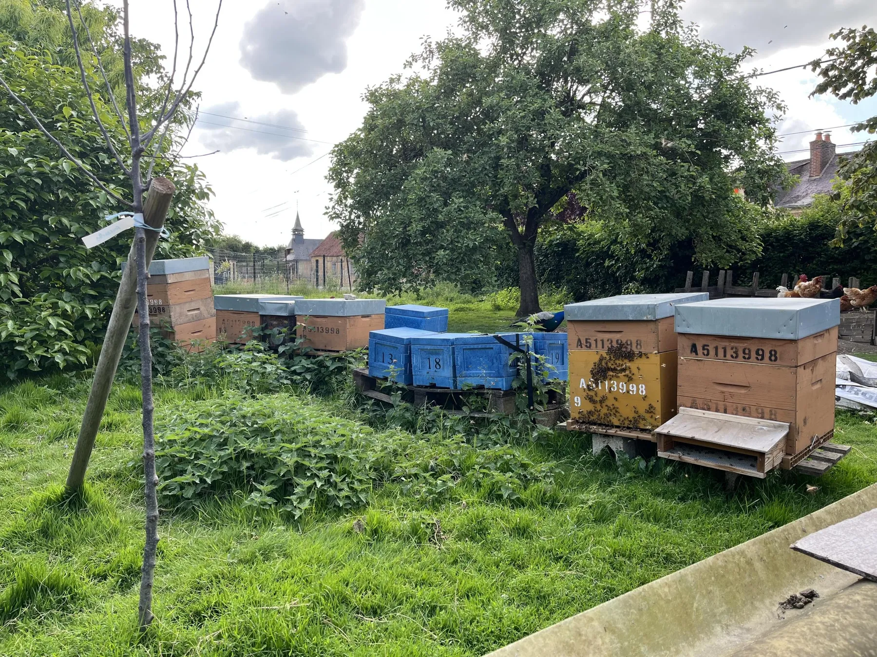 Initiez-vous à l’apiculture avec Jérôme - Image n°5 - Wecandoo