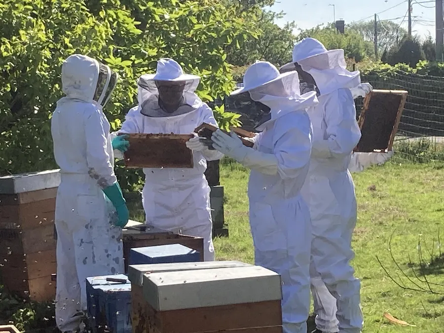 Initiez-vous à l’apiculture avec Jérôme - Image n°1 - Wecandoo
