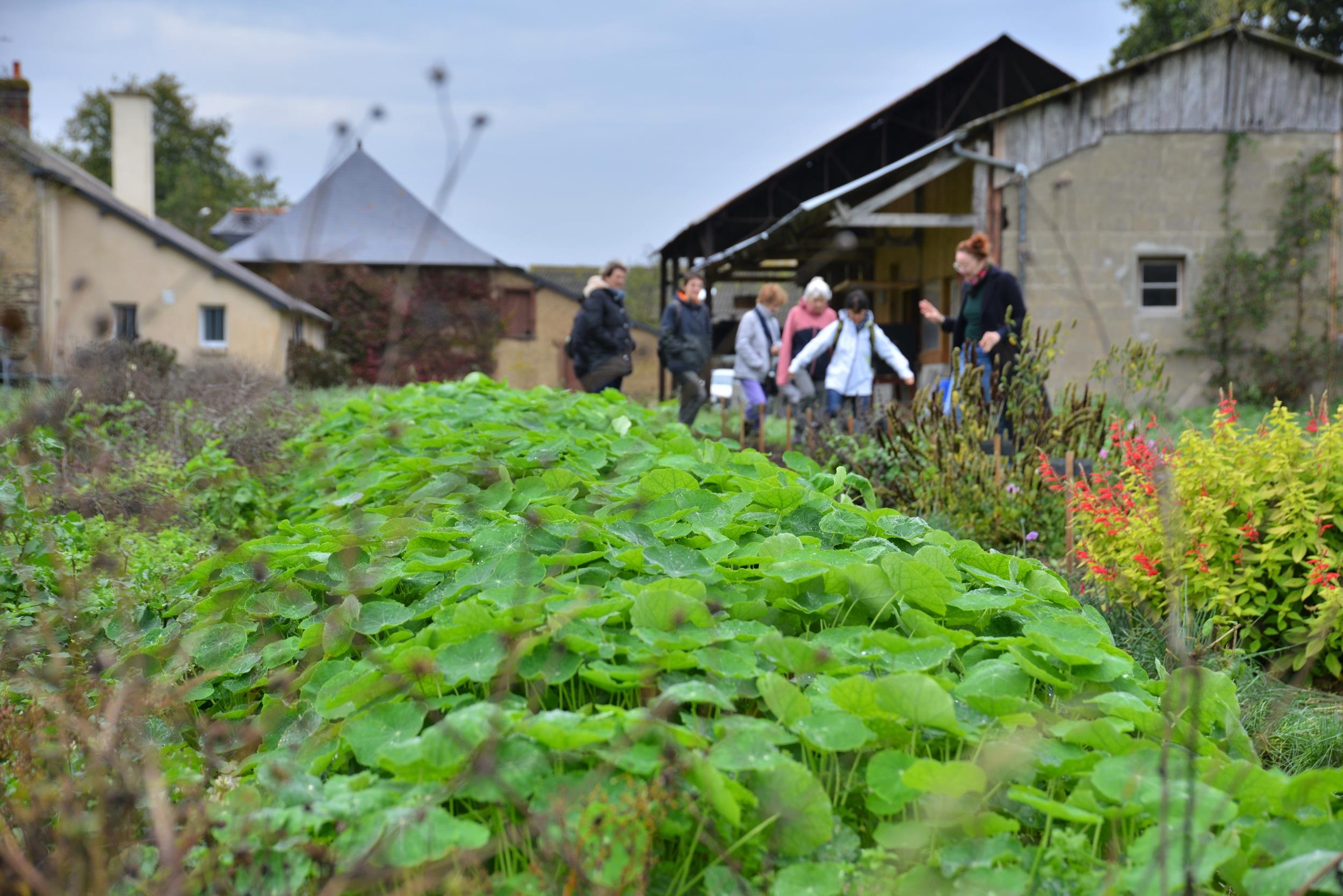 Dégustez des fleurs comestibles avec Matilde et JS - Image n°3 - Wecandoo