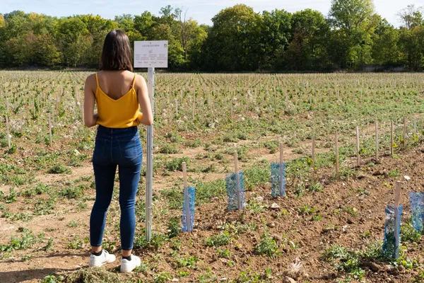 Visitez un domaine et dégustez des accords mets et vins (spécial dimanche) - Afbeelding nr. 3 - Wecandoo