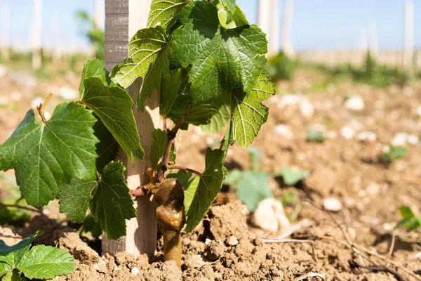 Visitez un domaine et dégustez des accords mets et vins (spécial dimanche) - Afbeelding nr. 4 - Wecandoo