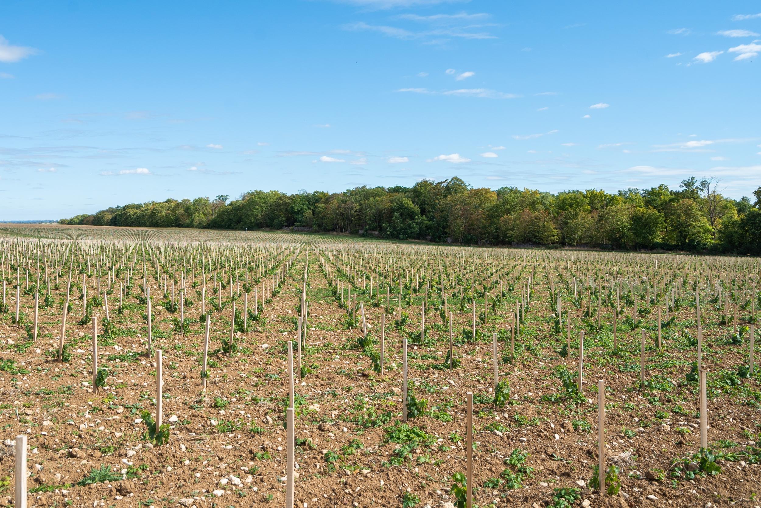 Dégustez des accords mets et vins avec l'équipe de la Bouche du Roi - Image n°5 - Wecandoo