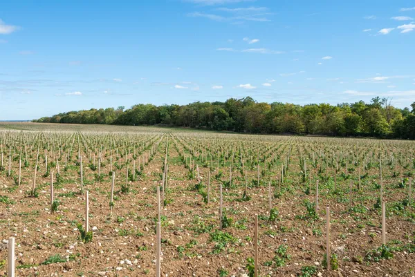 Visitez un domaine et dégustez des accords mets et vins (spécial dimanche) - Afbeelding nr. 5 - Wecandoo