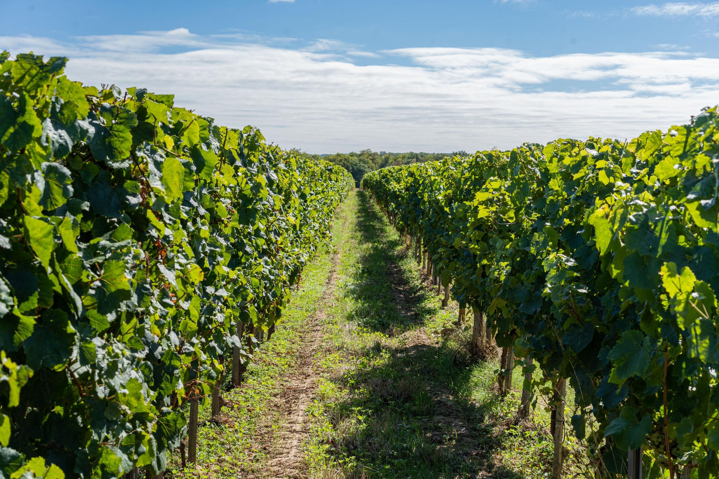 Dégustez des accords mets et vins avec l'équipe de la Bouche du Roi - Image n°1 - Wecandoo