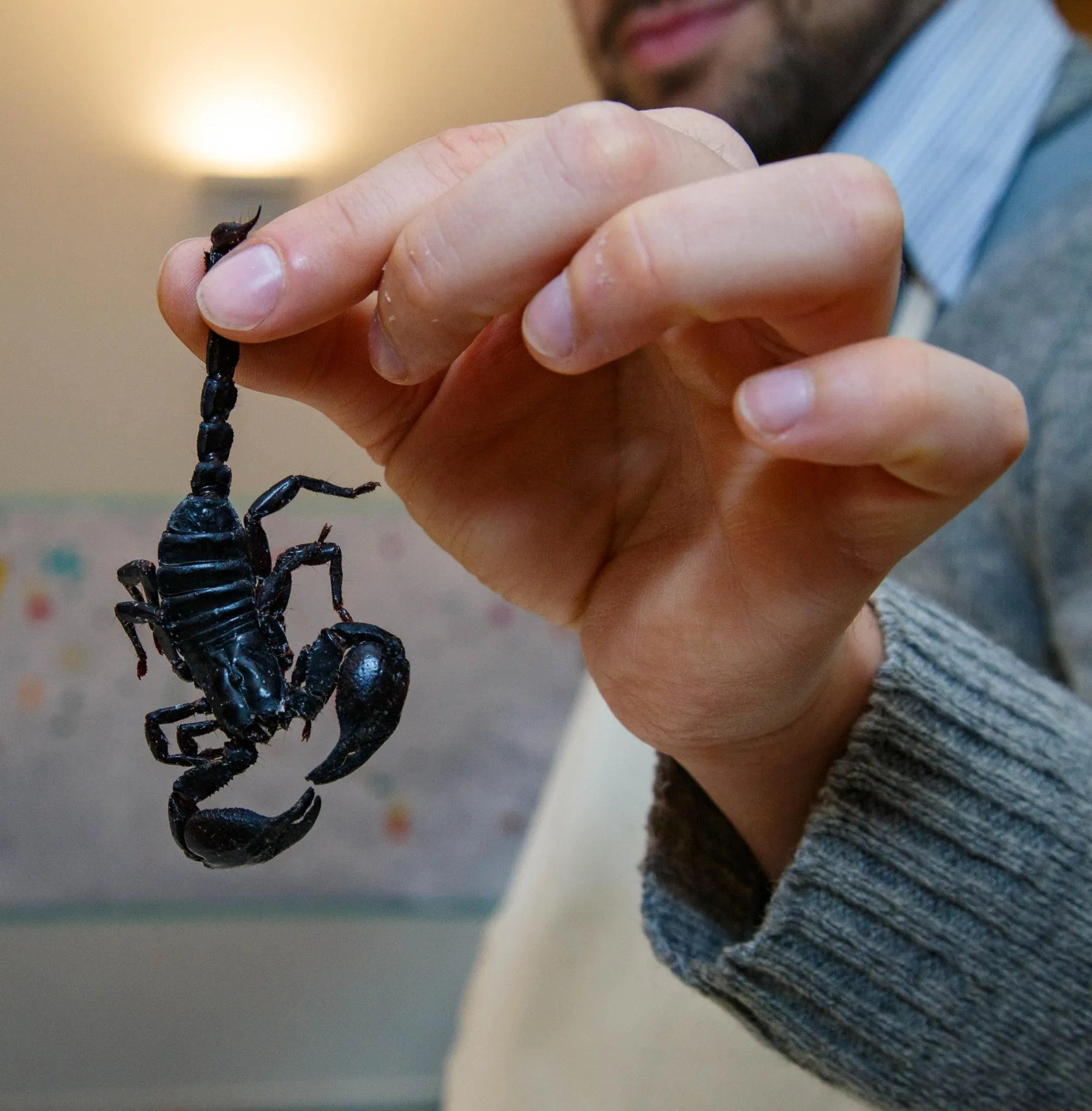 Initiez votre équipe à la cuisine du futur autour d’insectes comestibles avec Laurent - Image n°2 - Wecandoo