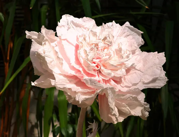 Créez une fleur de pivoine et sa tige en papier à Paris