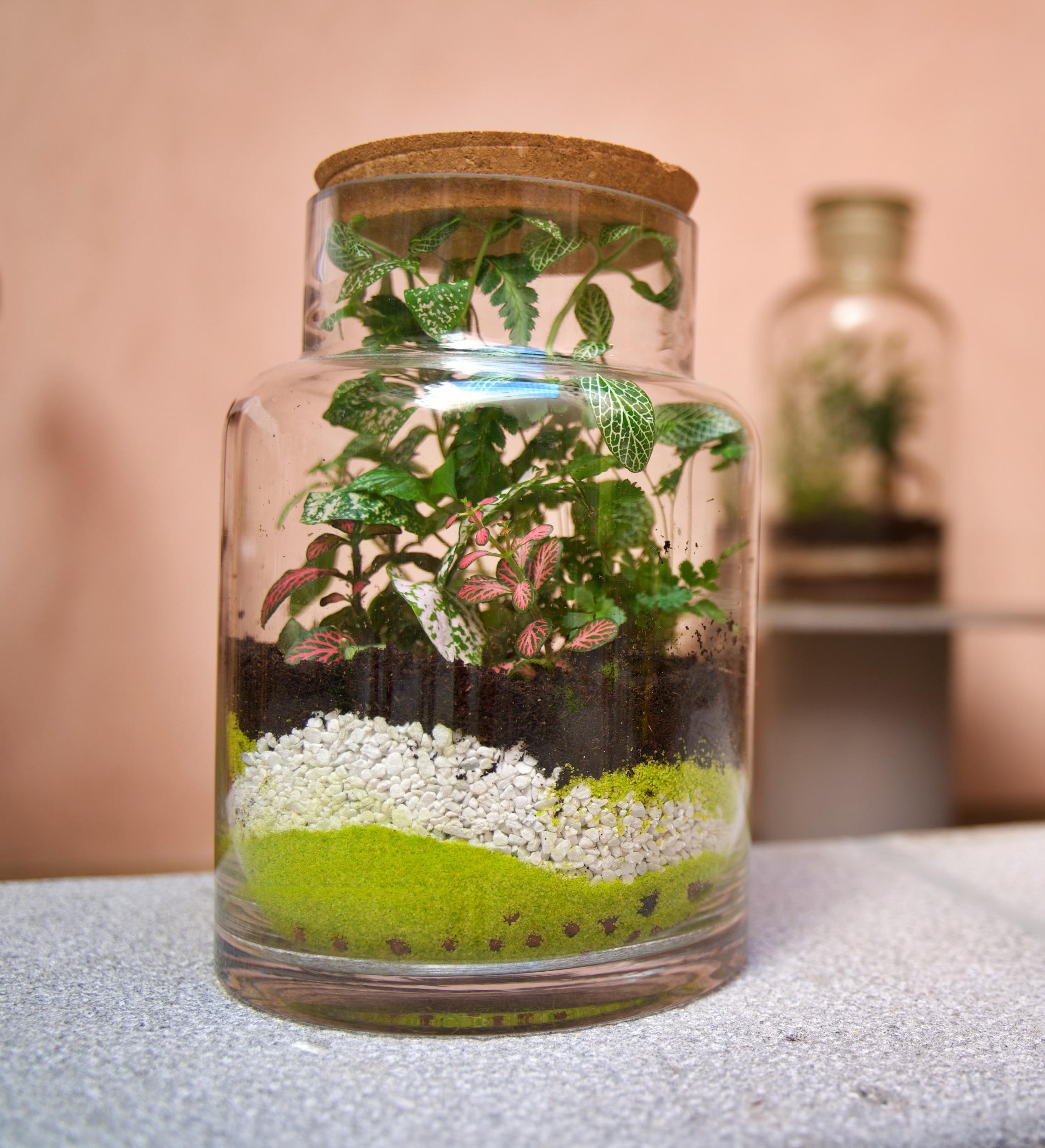 Réalisez votre terrarium