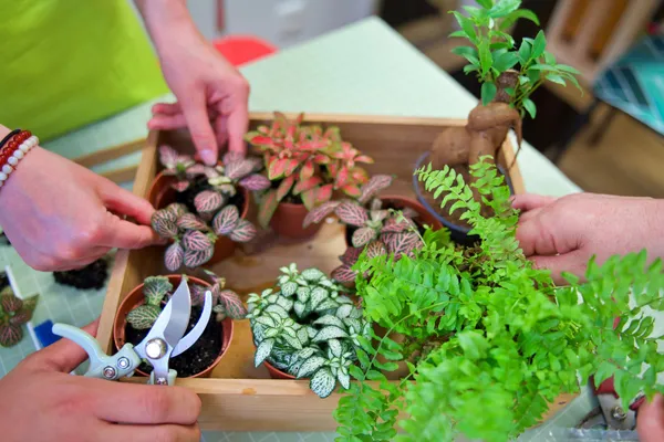 Réalisez votre terrarium avec Cécile - Image n°5 - Wecandoo