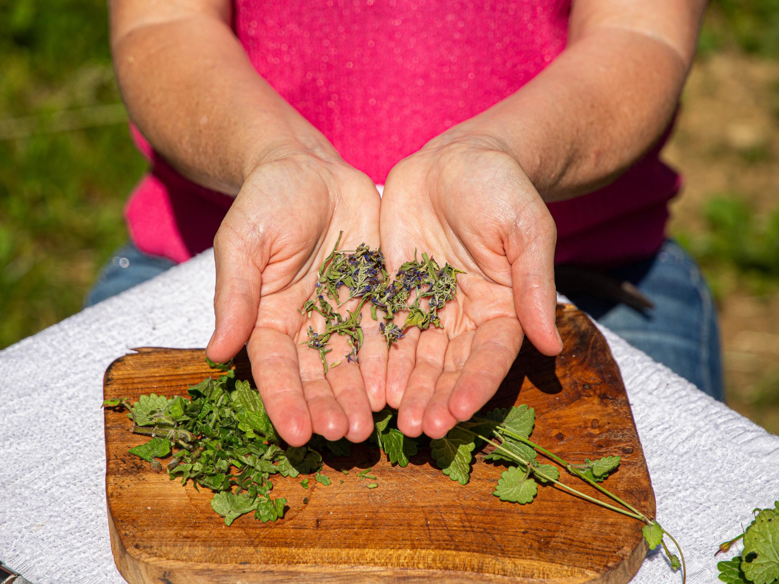 Cueillez et transformez des plantes médicinales en sirop au cœur d'un alpage en Chartreuse avec Marilyne - Image n°8 - Wecandoo