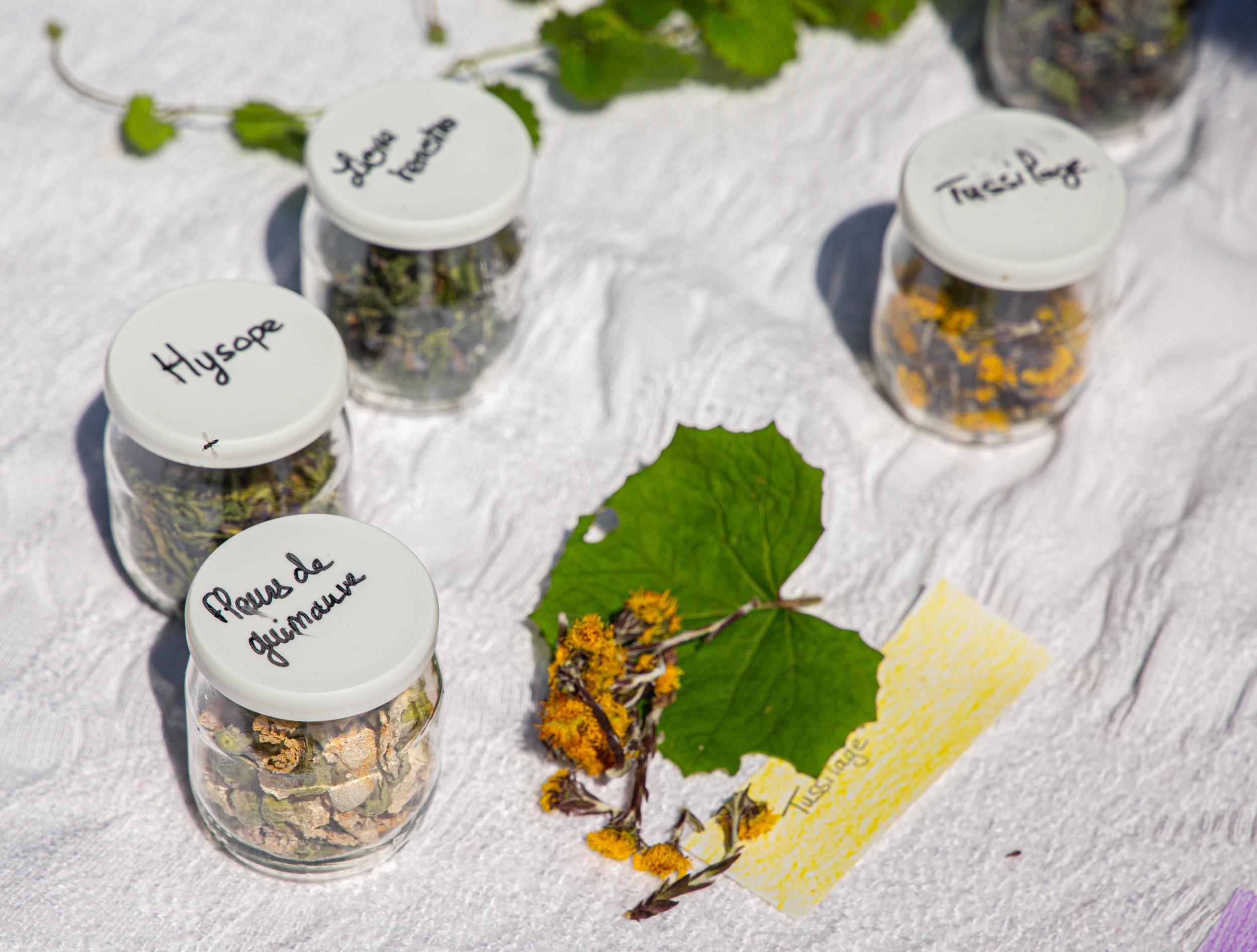Cueillez et transformez des plantes médicinales en sirop au cœur d'un alpage en Chartreuse avec Marilyne - Image n°11 - Wecandoo