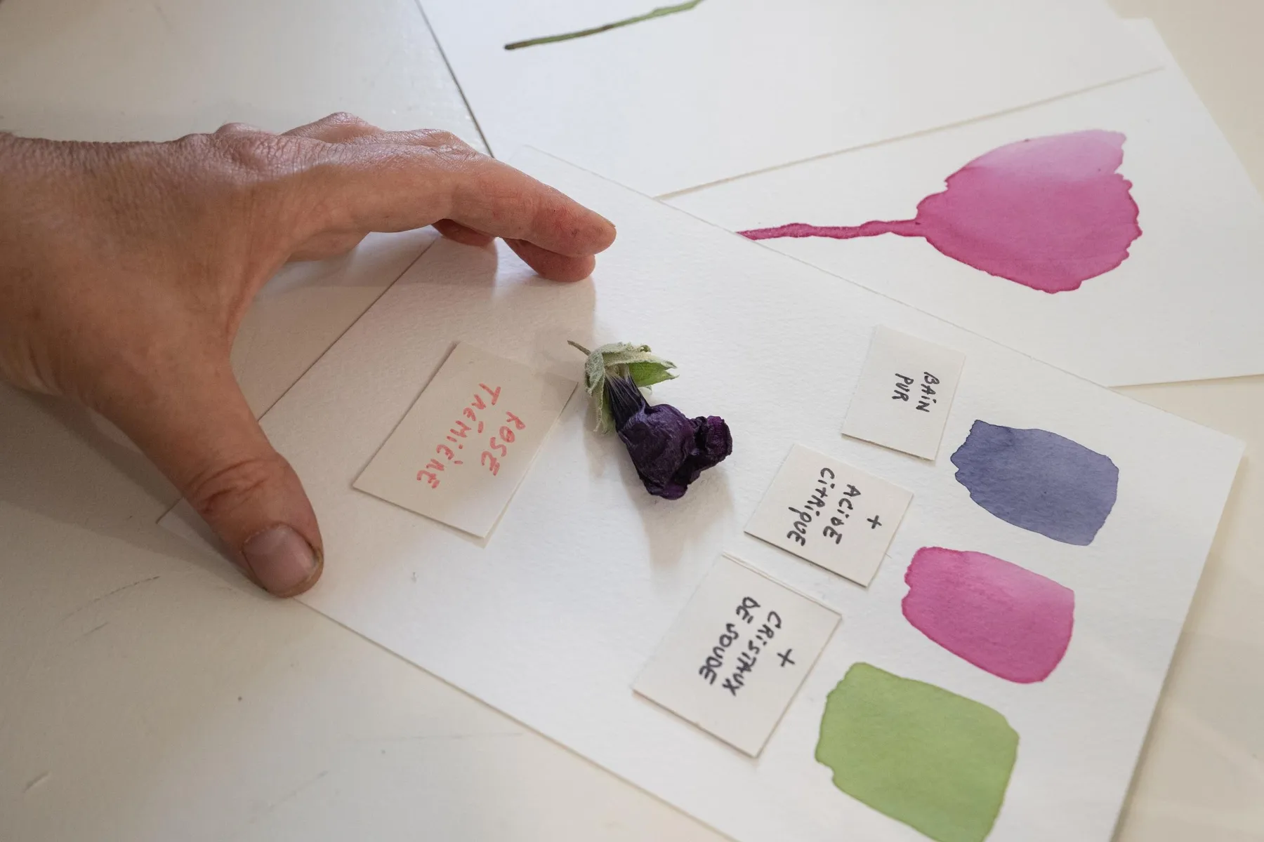 Fabriquez vos encres aquarelles végétales au fil des saisons en duo avec votre enfant accompagnés par Sandrine - Image n°4 - Wecandoo