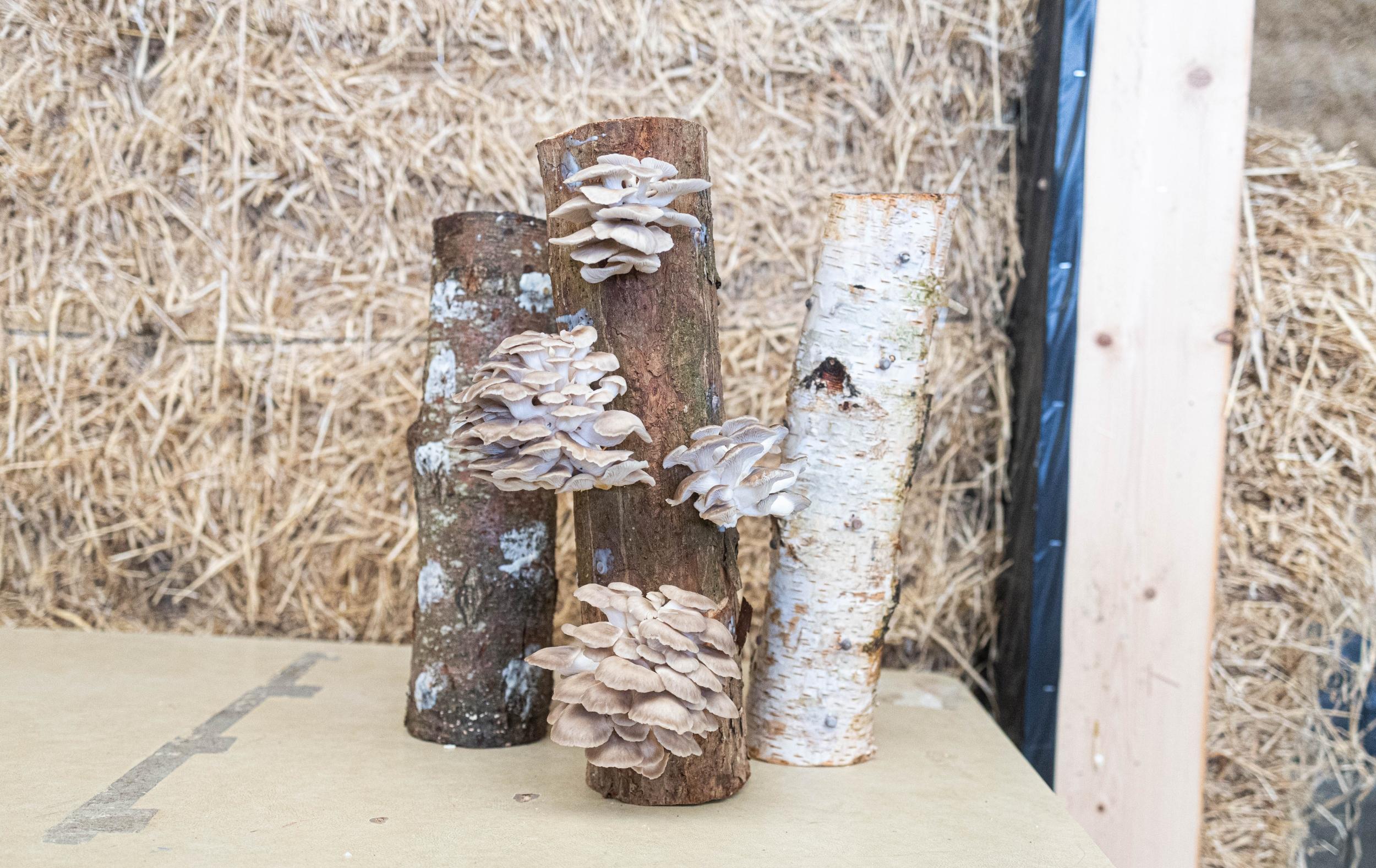 Initiez-vous à la culture de champignons