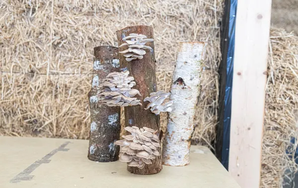 Initiez-vous à la culture de champignons à Rouen