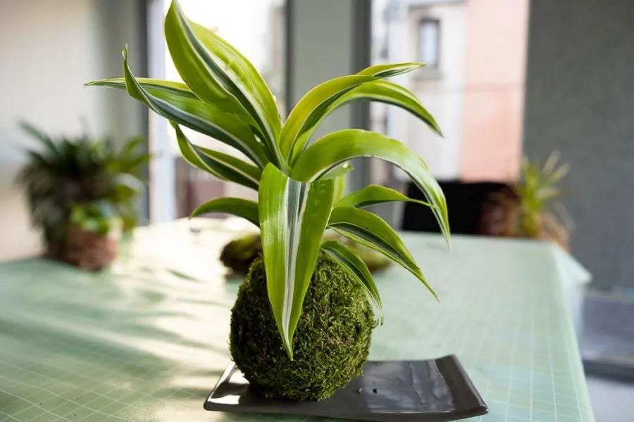 Réalisez votre kokedama avec Cécile - Image n°1 - Wecandoo