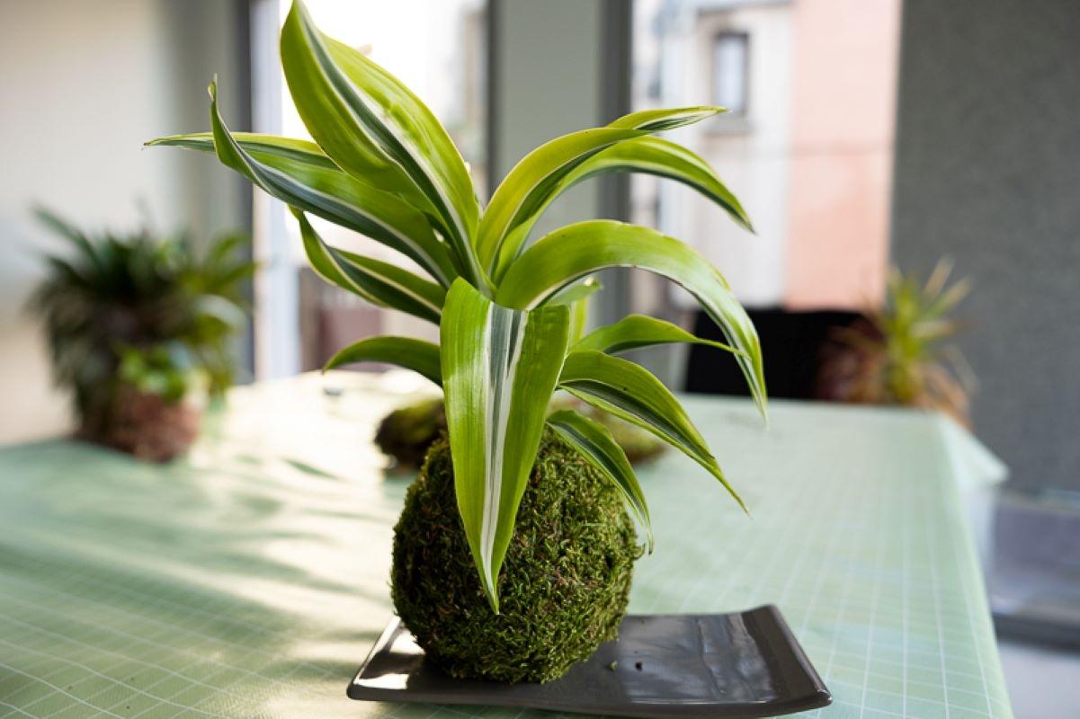 Réalisez votre kokedama