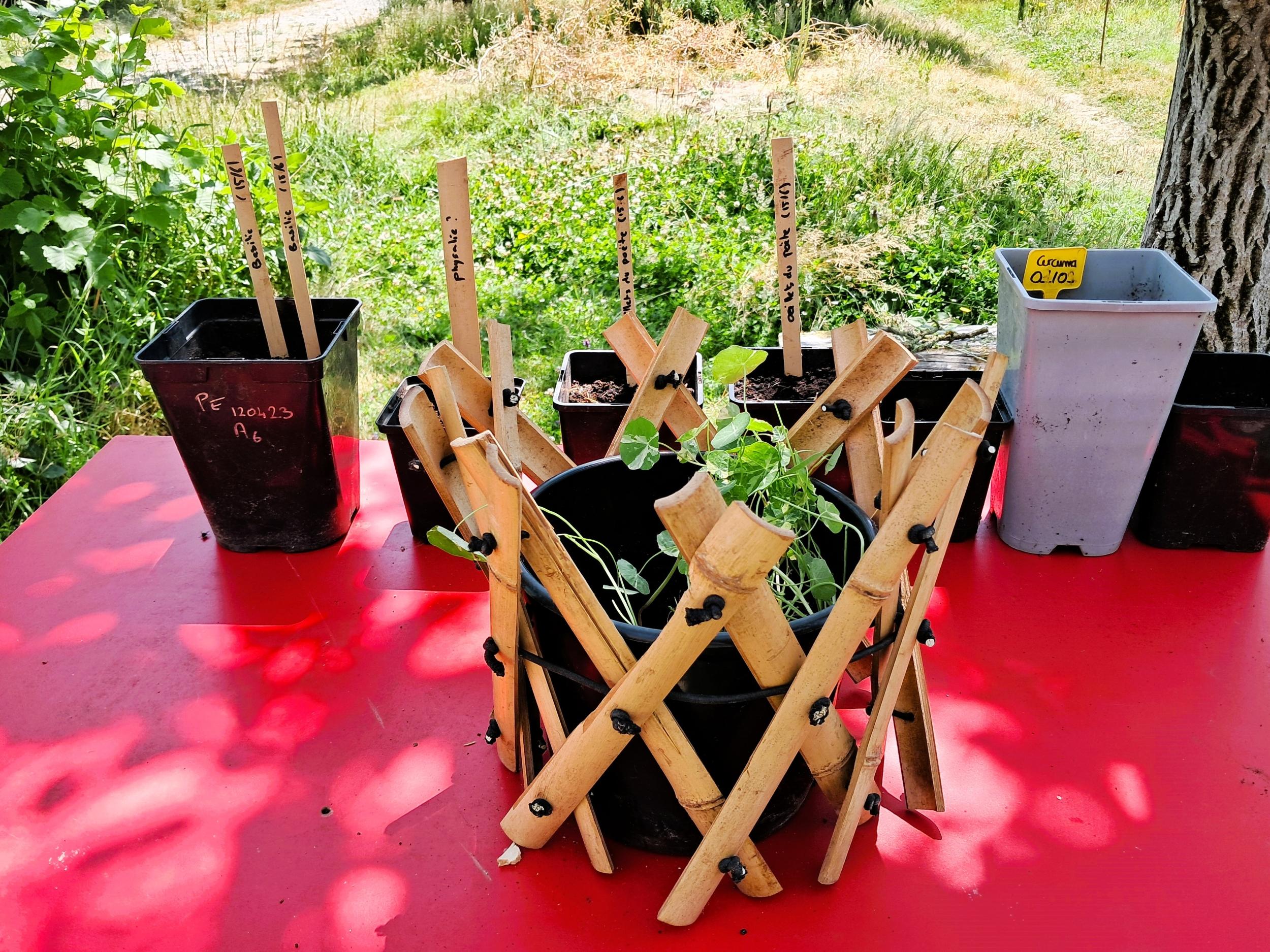 Initiez-vous au travail du bambou à Nantes