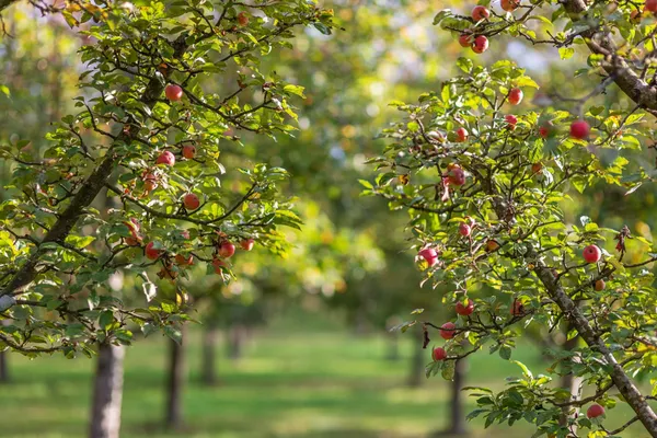 Découvrez le calvados avec Estelle - Image n°5 - Wecandoo