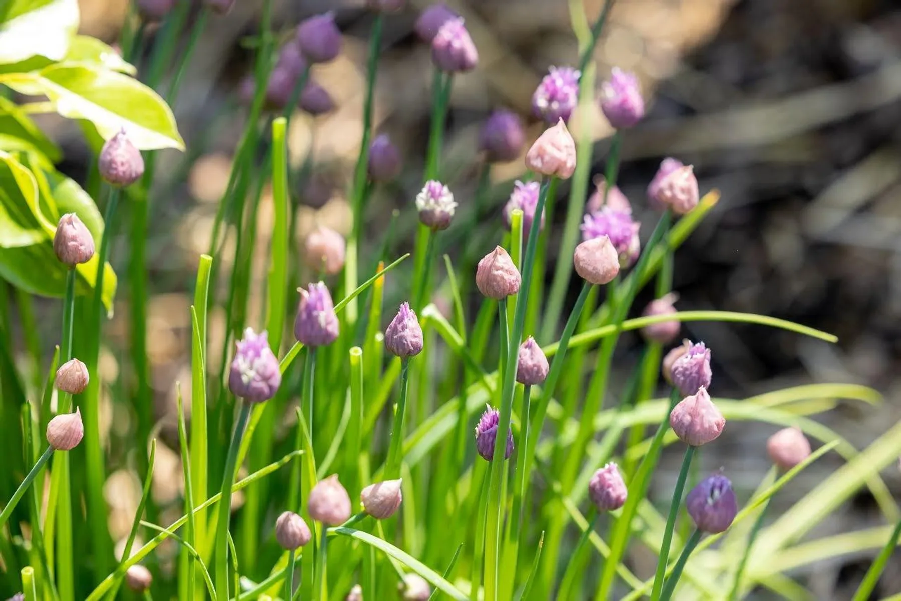Visitez une forêt comestible en permaculture avec Ophélie - Image n°2 - Wecandoo
