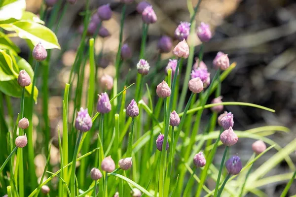 Visitez une forêt comestible en permaculture avec Ophélie - Image n°2 - Wecandoo
