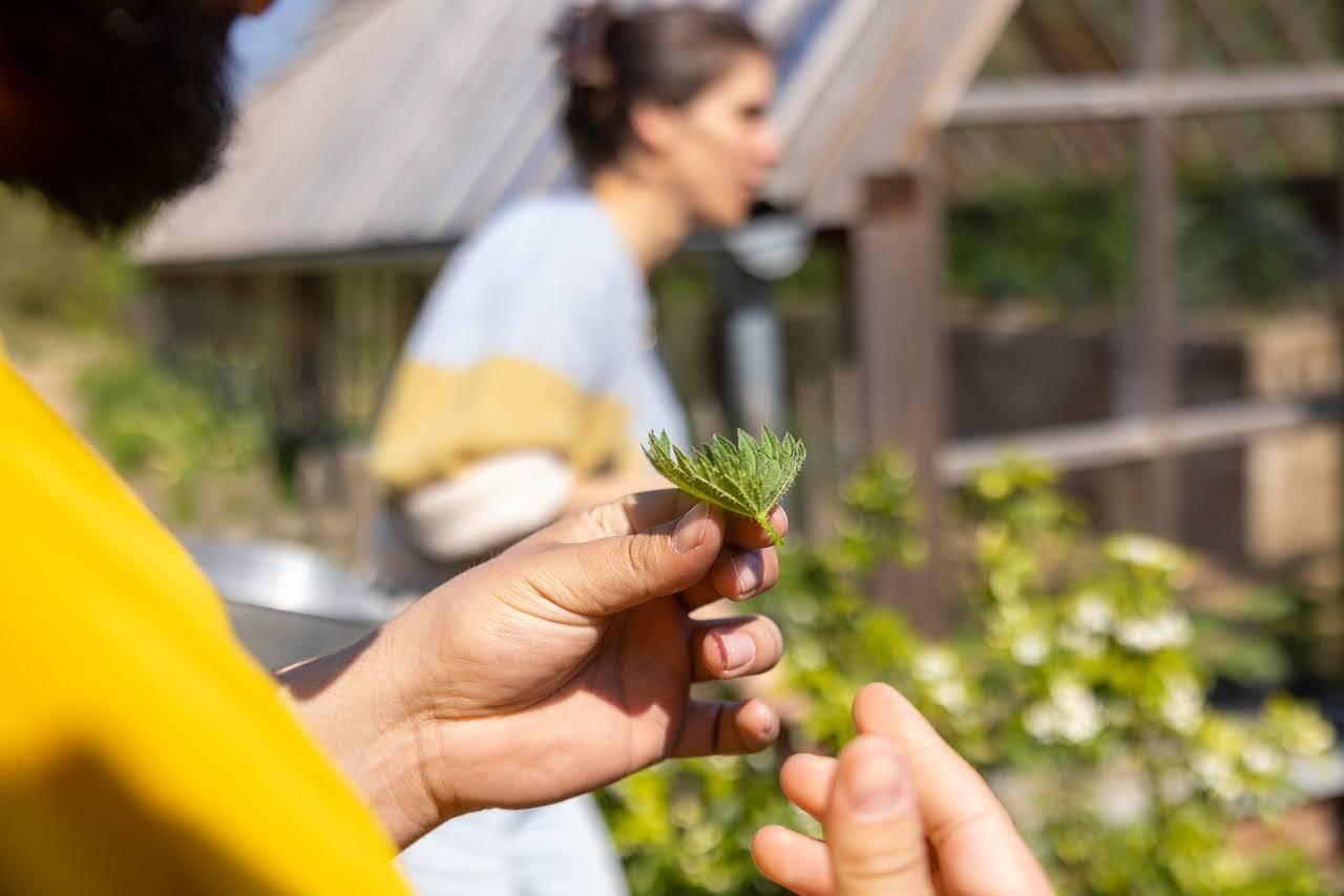 Visitez une forêt comestible en permaculture avec Ophélie - Image n°6 - Wecandoo