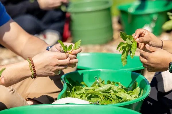 Visitez une forêt comestible en permaculture avec Ophélie - Image n°3 - Wecandoo