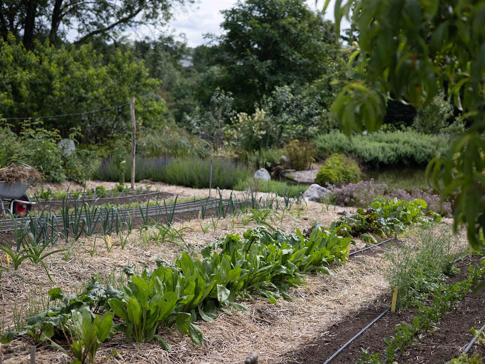 Visitez une forêt comestible en permaculture avec Ophélie - Image n°10 - Wecandoo
