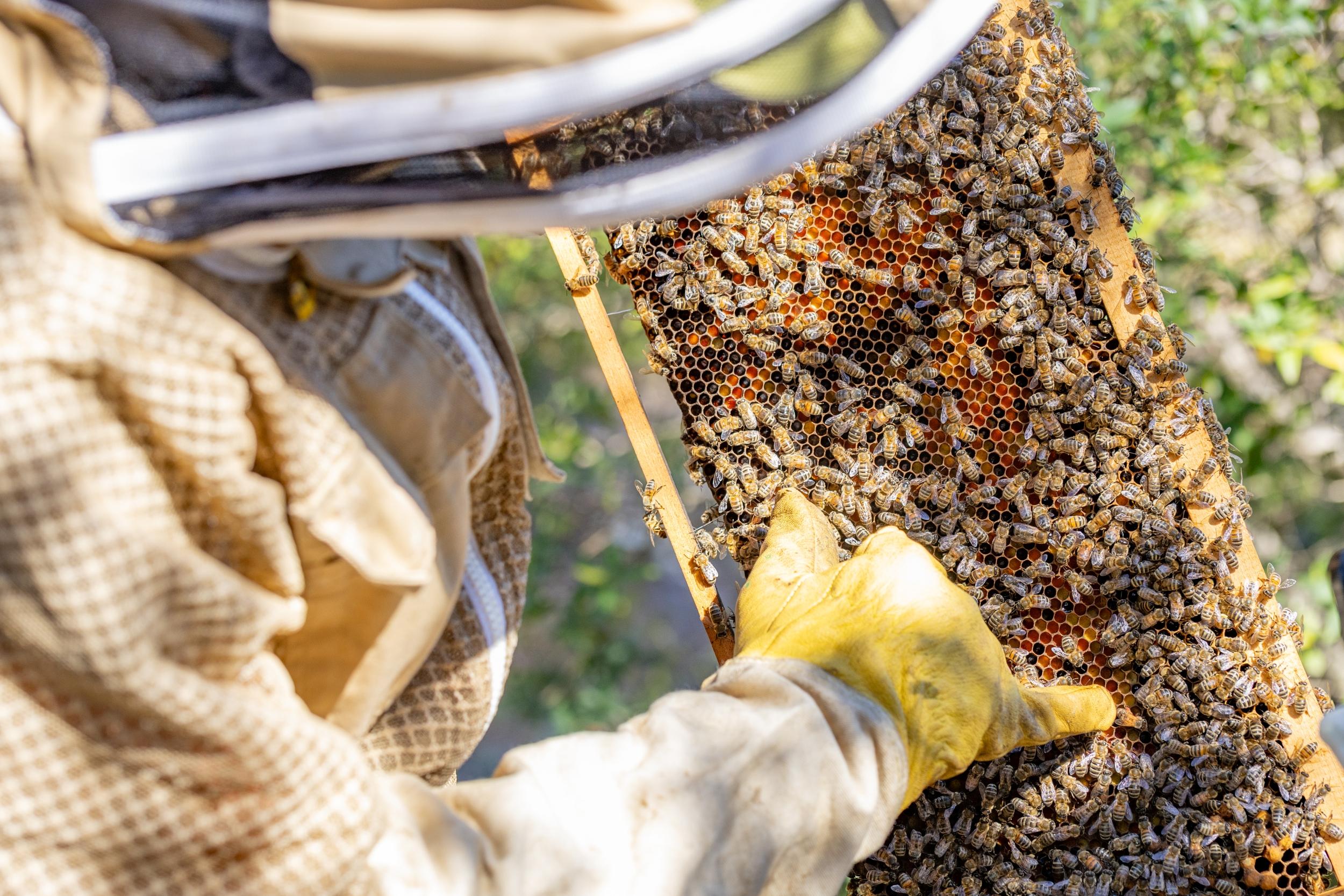 Initiez-vous à l'apiculture avec Caroline à Aix-en-Provence - Image n°2 - Wecandoo