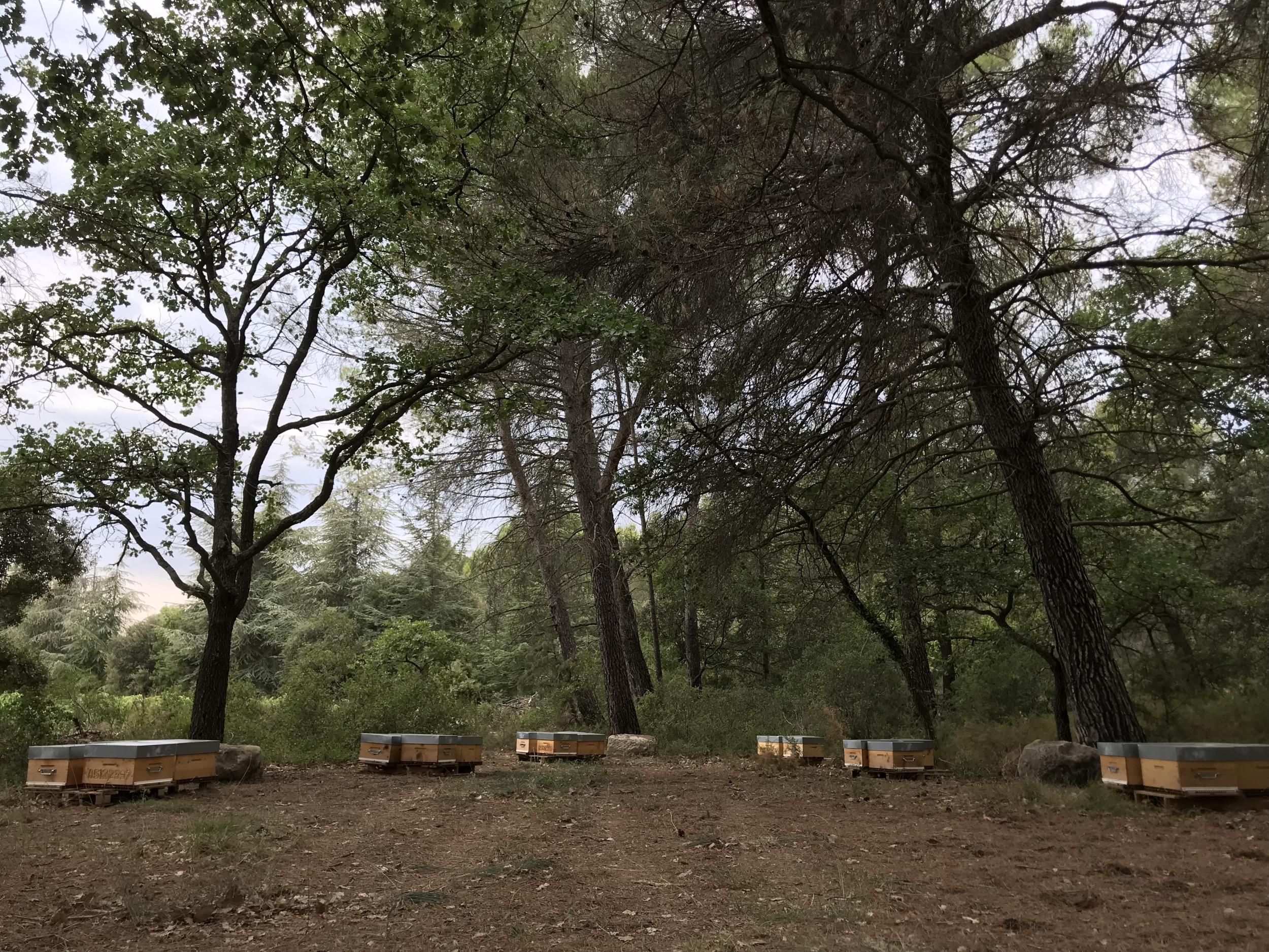 Initiez-vous à l'apiculture avec Caroline à Aix-en-Provence - Image n°6 - Wecandoo