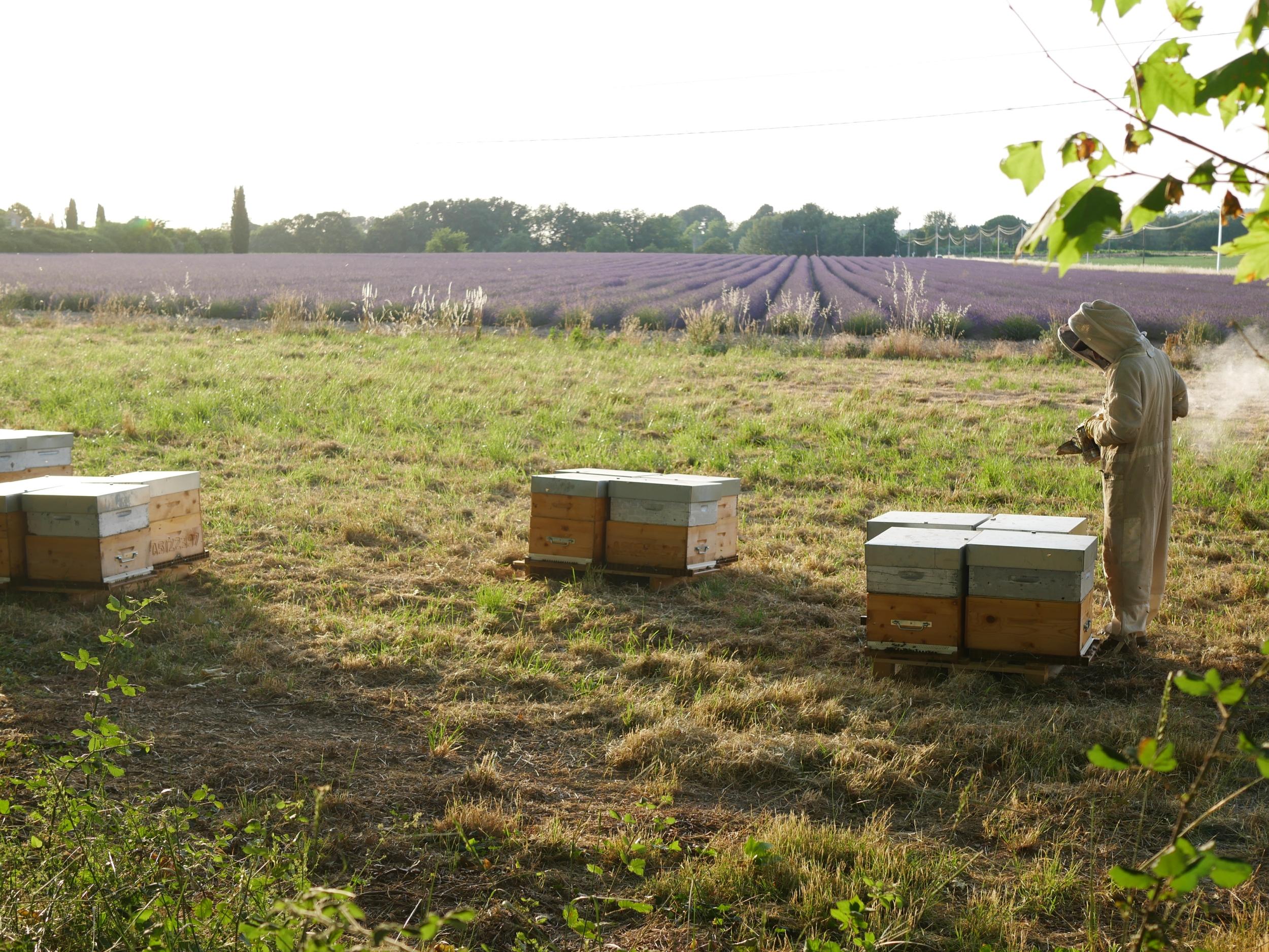 Initiez-vous à l'apiculture avec Caroline à Aix-en-Provence - Image n°7 - Wecandoo