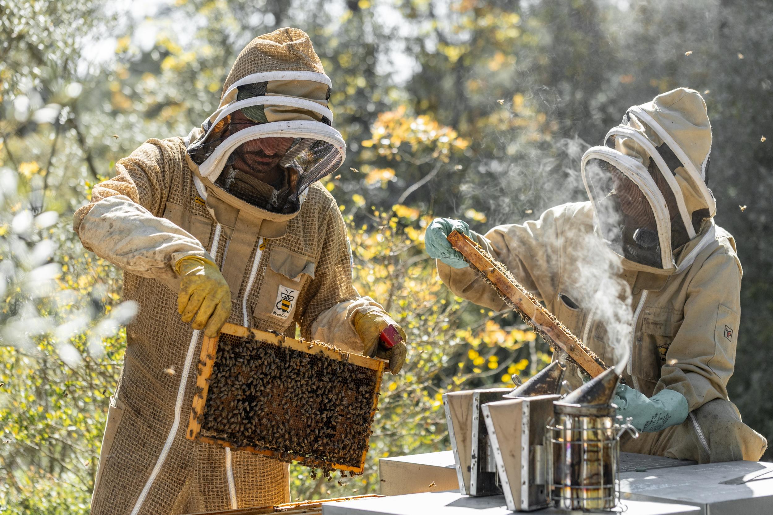 Initiez-vous à l'apiculture