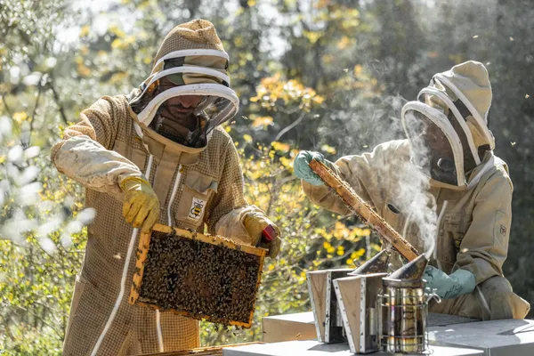 Initiez-vous à l'apiculture à Aix-en-Provence