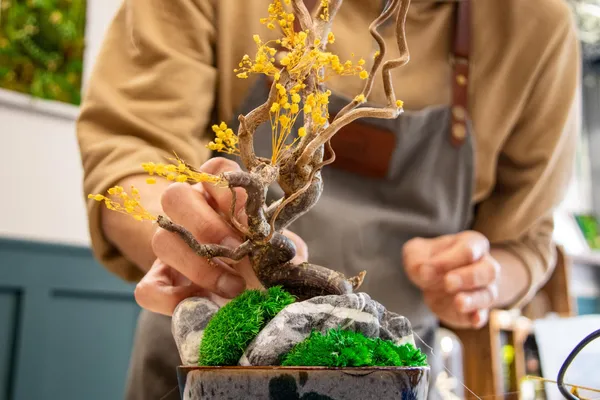 Réalisez un bonsaï éternel avec Ivan - Image n°5 - Wecandoo