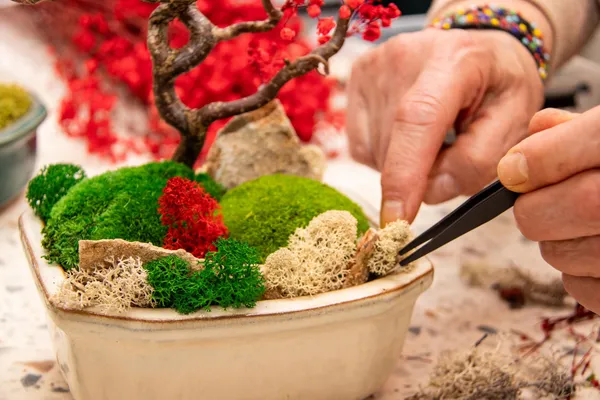 Réalisez un bonsaï éternel avec Ivan - Image n°2 - Wecandoo